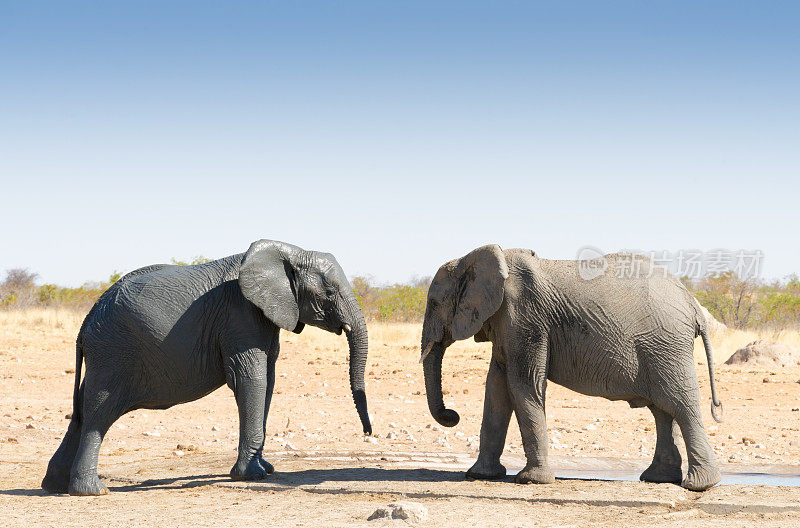 两只大象互相挑战
