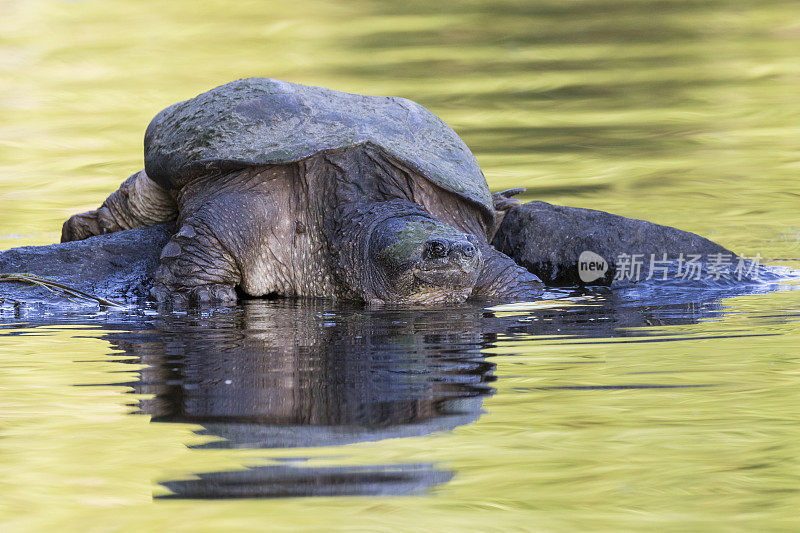 大鳄龟在岩石上晒太阳