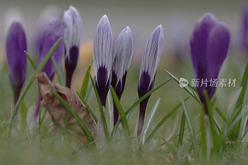 新鲜的紫番红花