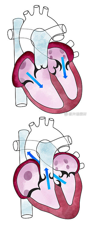 心脏，心室，人体解剖学，心室。人体的部分