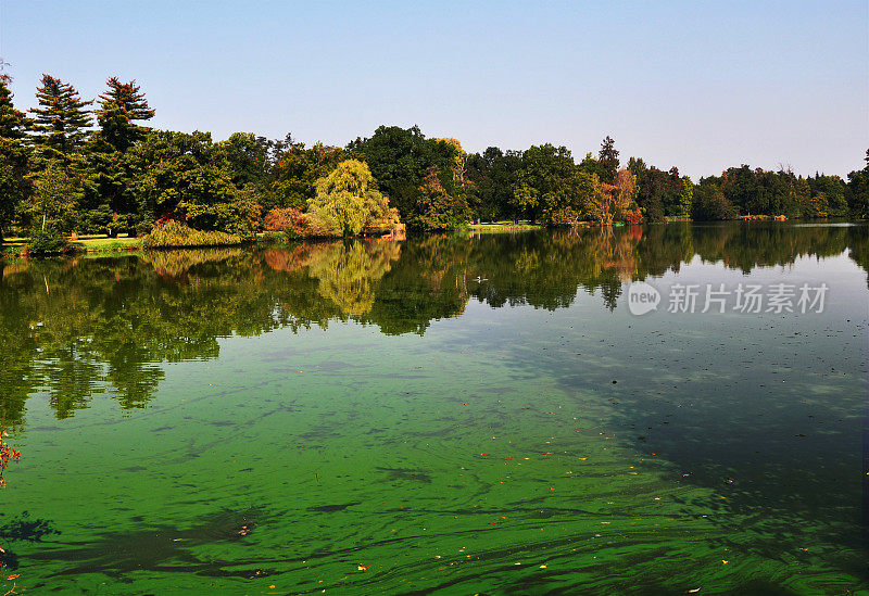 欧洲的一个池塘里有很多蓝藻