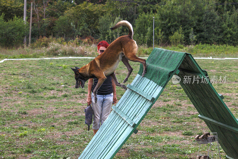 荷兰牧羊犬跳过障碍