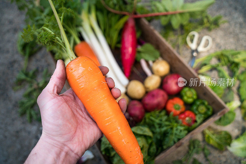 选择的蔬菜准备运输在一个小型商业有机农场