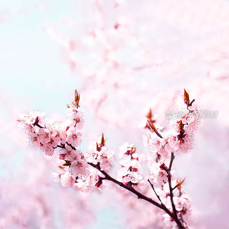 樱花树粉红色的花朵合拢了。盛开的樱桃树
