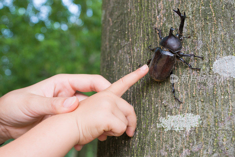 父母和孩子的手发现了一只甲虫