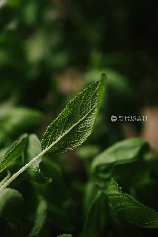 丹参属草本植物，绿色草本植物