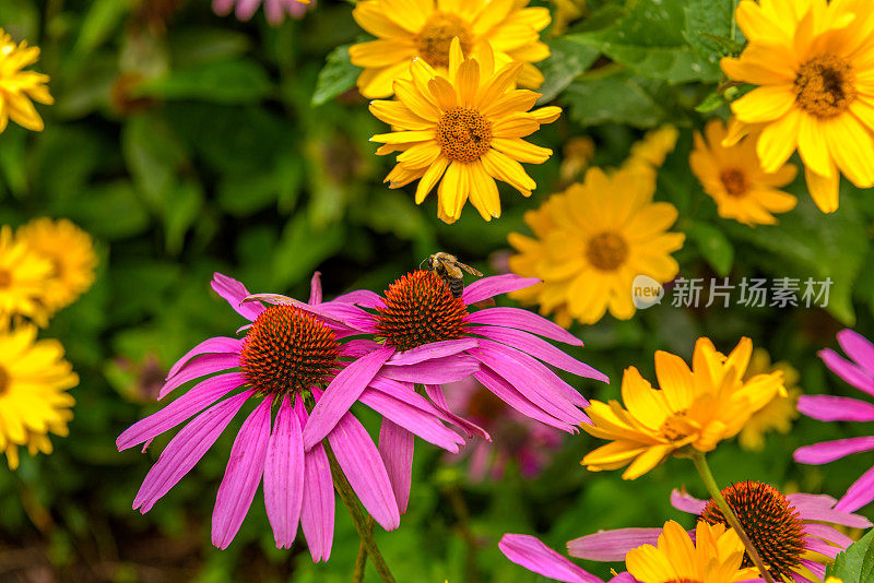 花园里的花和蜜蜂