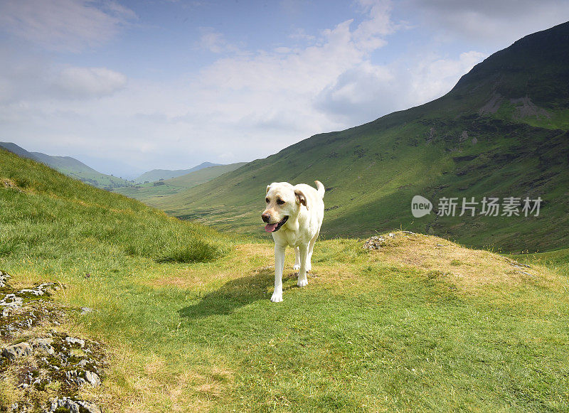 在湖区山区的拉布拉多寻回犬