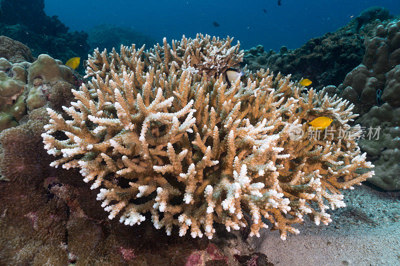 水下鹿角(Acropora)珊瑚漂白