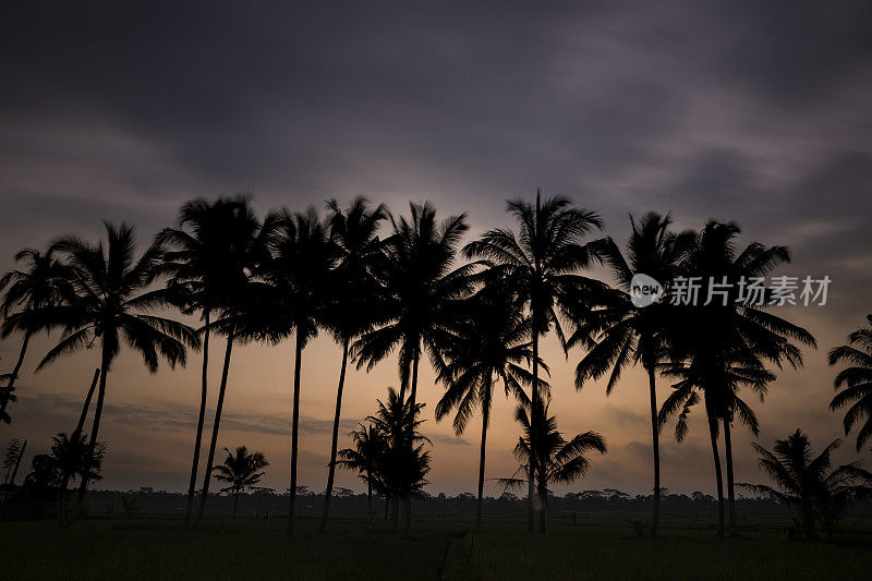 黄昏时分，巴厘岛的一排排椰子树
