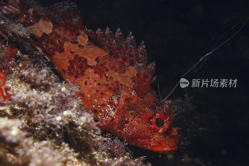 水下蝎子鱼在海洋深处的鱼类海洋生物地中海