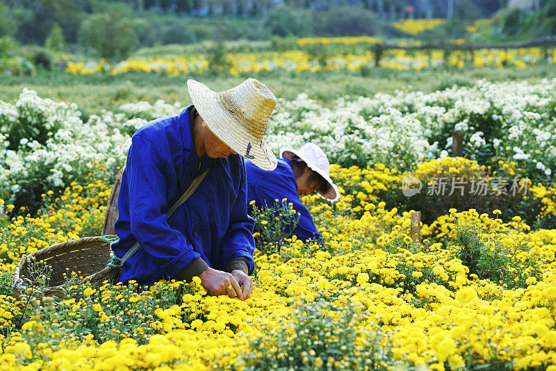 在中国采茶用菊花