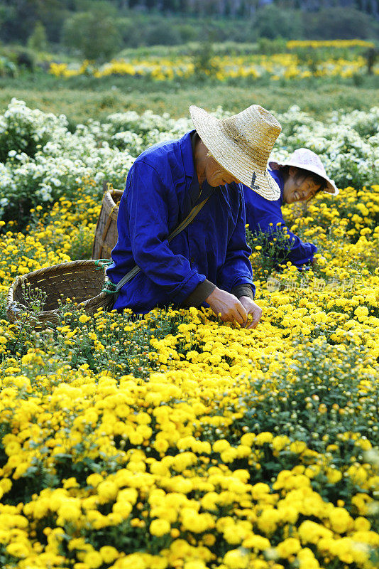 在中国采茶用菊花