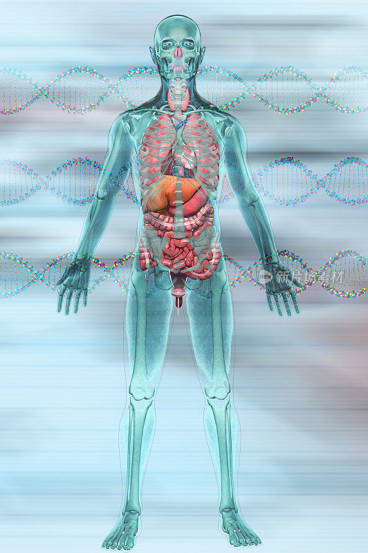 DNA模型和人体