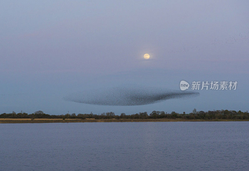 爱尔兰罗斯康芒的波特伦尼湾，椋鸟在夜空中表演特技飞行的低语。