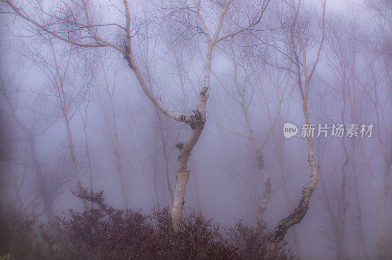 赤城山的树木被雾遮住了