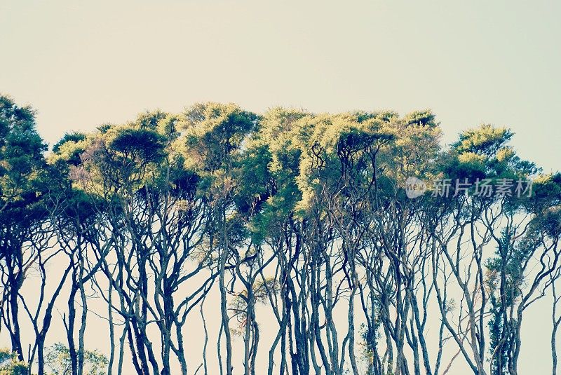 风形成的卡努卡树