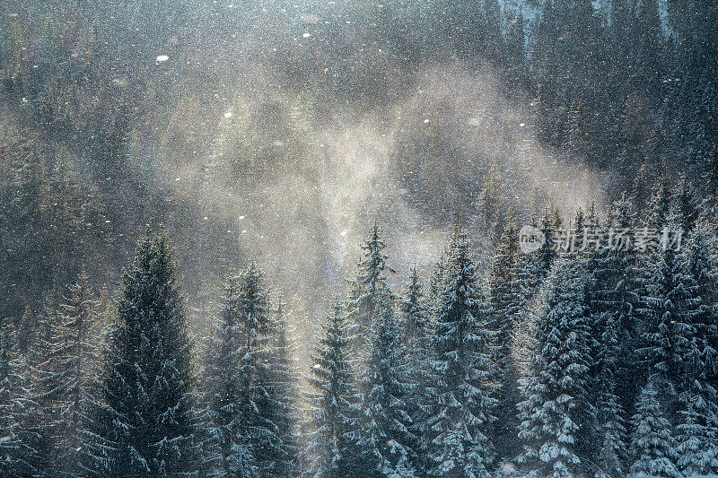 神奇的冬天背景，雪暴风雪越过松林顶部