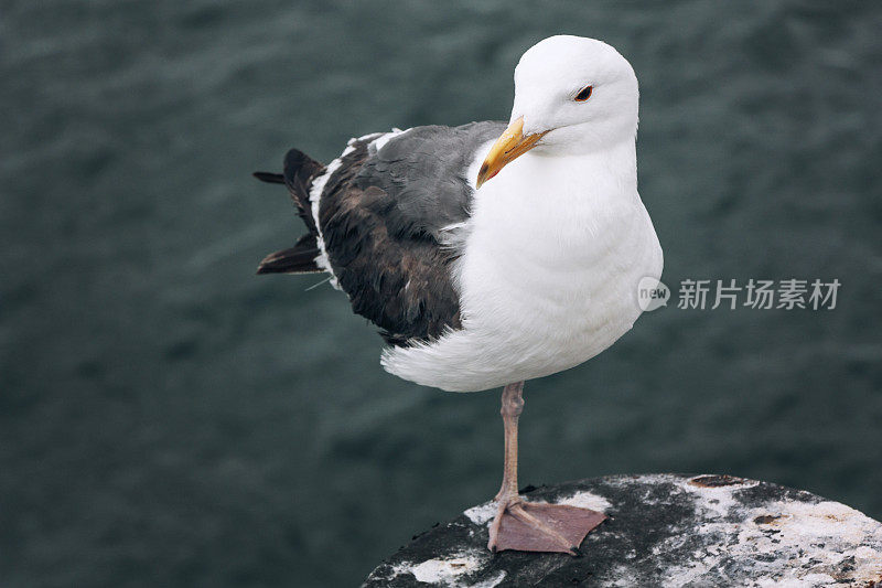 海鸥，美丽的自然动物照片