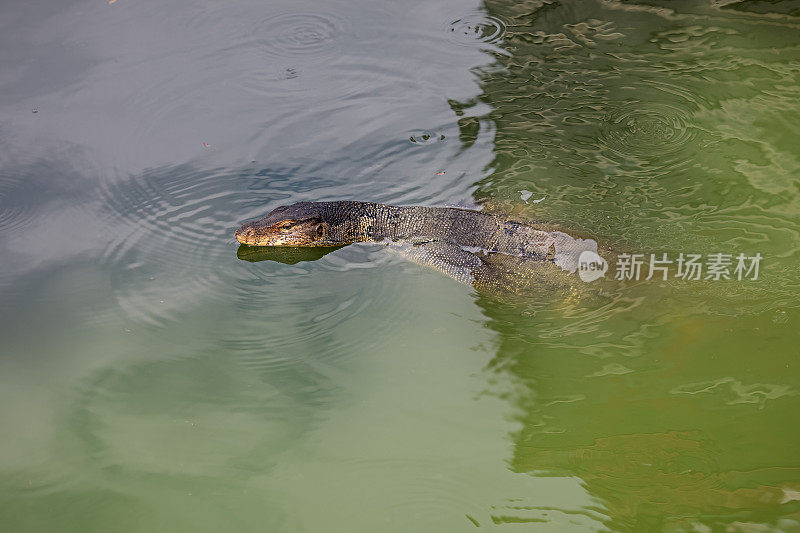 游泳水监测