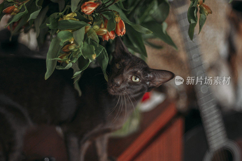 猫嗅探的花