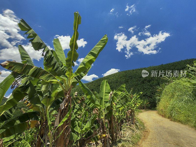 巴西的香蕉种植园