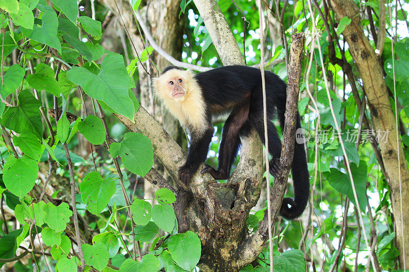 卷尾猴在雨林。哥斯达黎加的蓬塔阿里纳斯。一只中等大小的猴子，演奏风琴的猴子