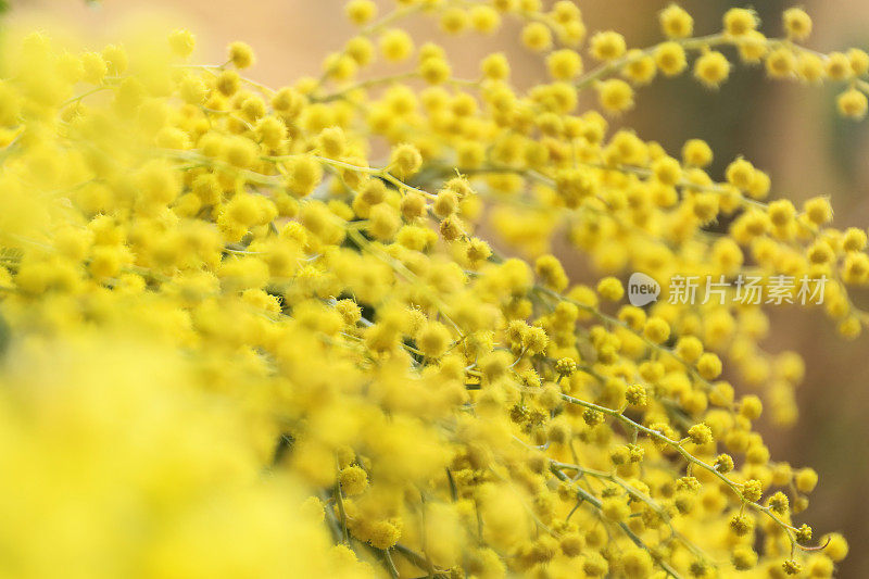 含羞草黄色的花