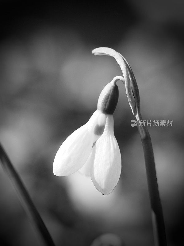 戏剧性的雪花莲