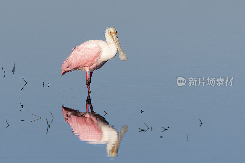 玫瑰spoonbill，鸭嘴兽