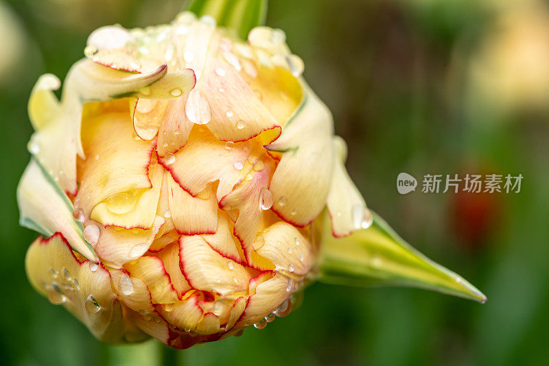 在加拿大郁金香节在专员公园，加拿大渥太华的雨滴单郁金香特写