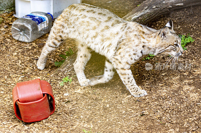 雌性山猫或山猫