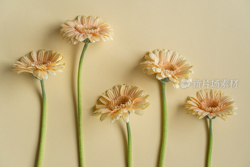 米色非洲菊菊花插花