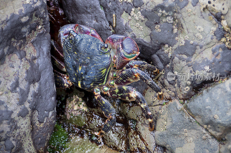 条纹滨蟹，凤尾蟹，在潮池边缘