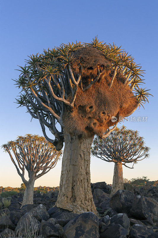 在纳米比亚南部箭袋树森林中有编织巢的箭袋树
