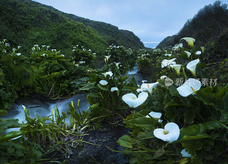 加州海岸的野百合