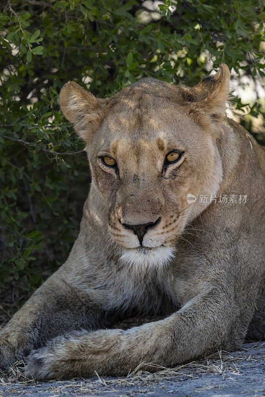 母狮子(狮子)在博茨瓦纳，非洲南部