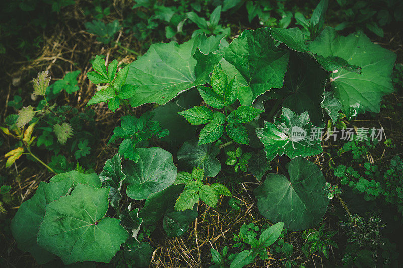 小白屈菜，毛茛属植物，通常为一种杂草