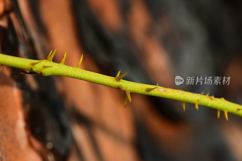 多刺菝葜茎在散焦烧焦的松树树皮上的宏