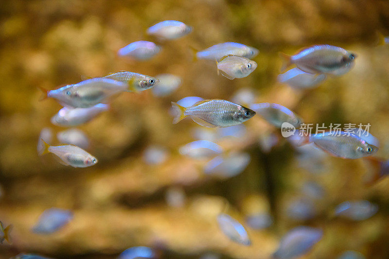 水族箱中的观赏鱼群