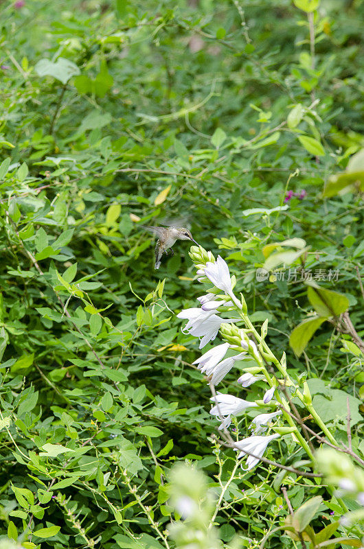 从热带植物中获取花蜜的蜂鸟