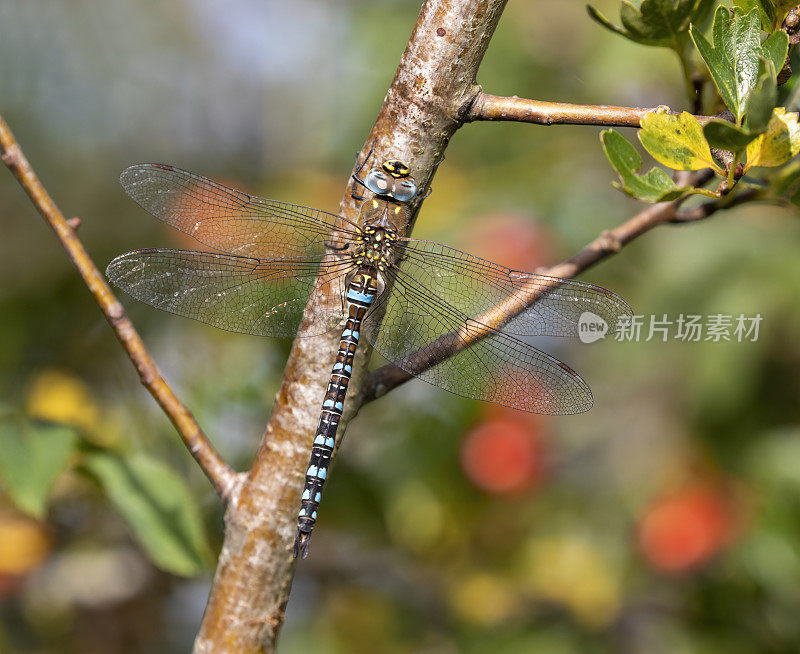 雄性迁徙小贩蜻蜓在阳光下休息在树枝上