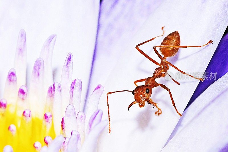 蚂蚁在荷花上睡莲花。
