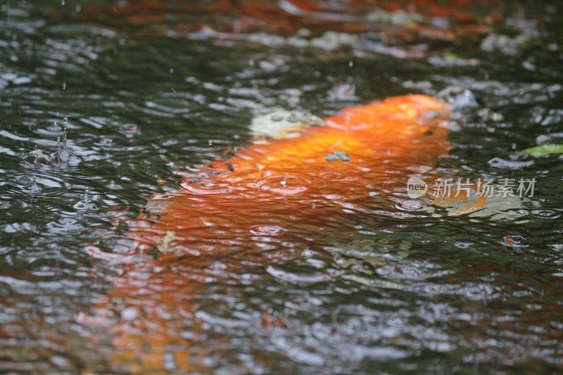 雨落在鱼塘水面的特写画面，满是色彩鲜艳的红、白、黑锦鲤