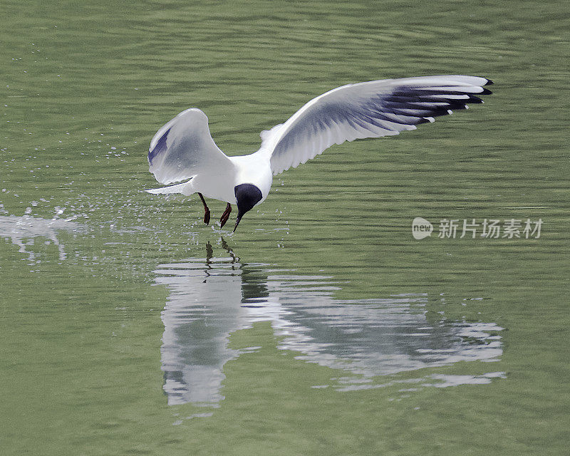 一只红头鸥在捉蜉蝣