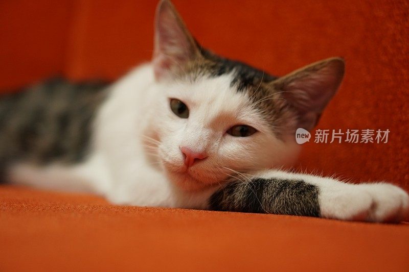 虎斑猫正在沙发上睡觉