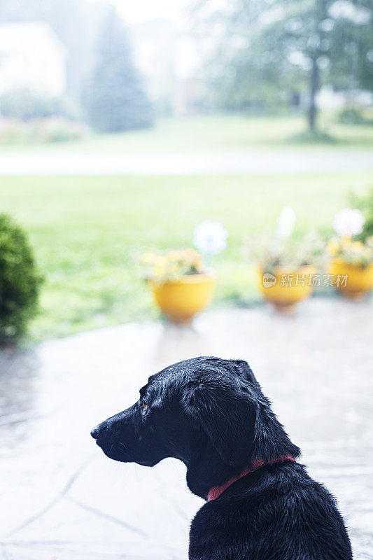 湿透的黑色拉布拉多等待雨停