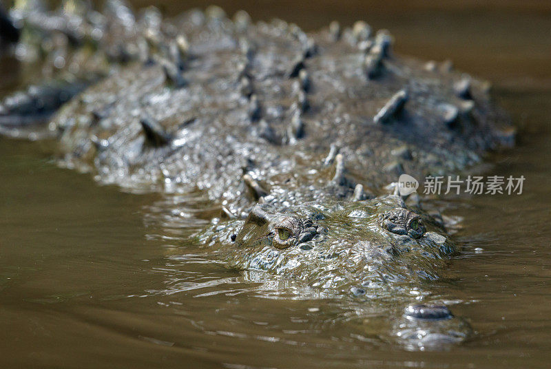 美洲鳄鱼头