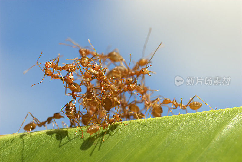 香蕉叶子上的红蚂蚁