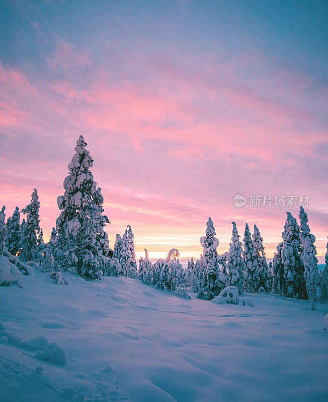 芬兰拉普兰冬日雪地森林的日出景色